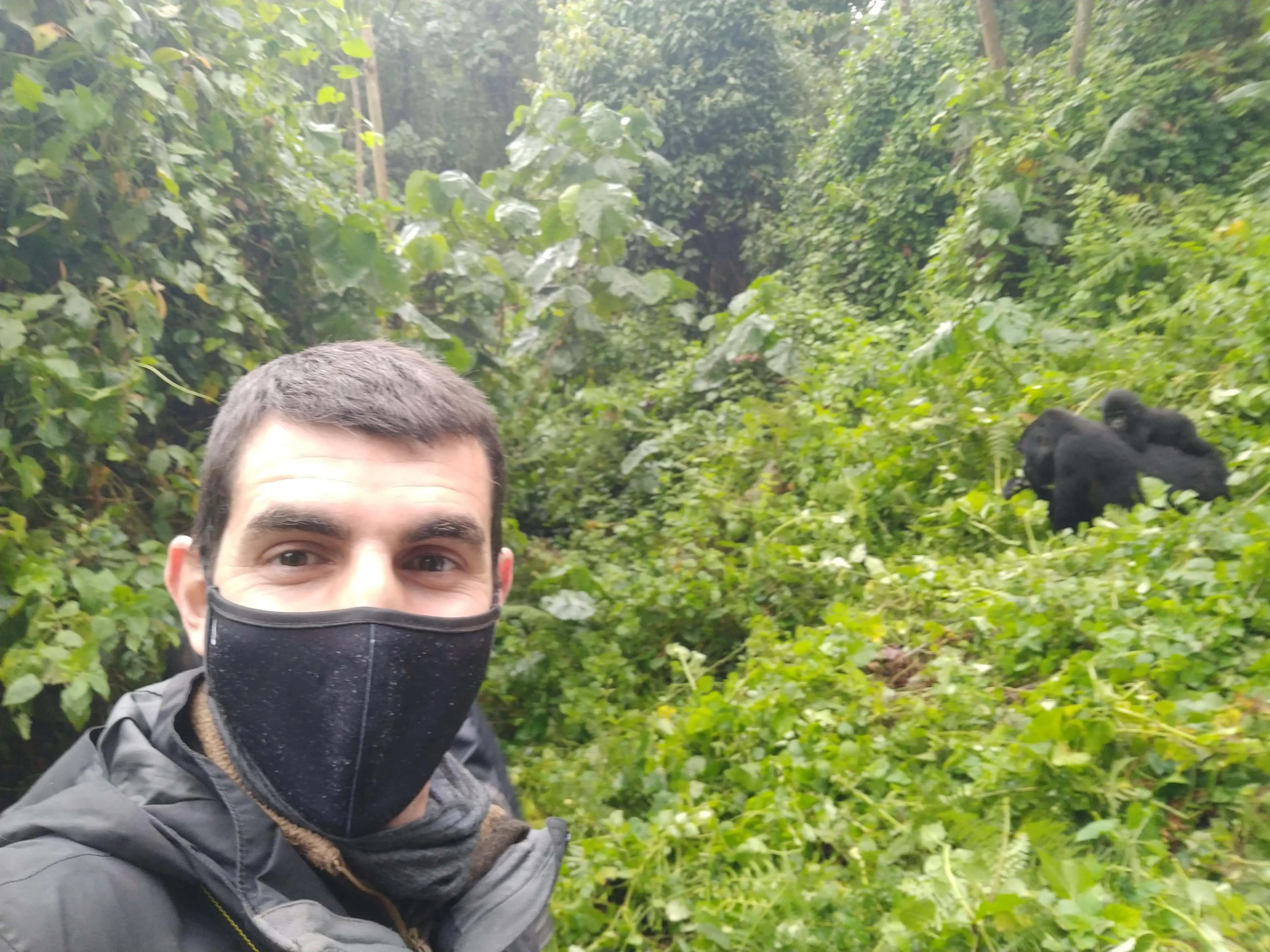 Silverback gorilla in Uganda